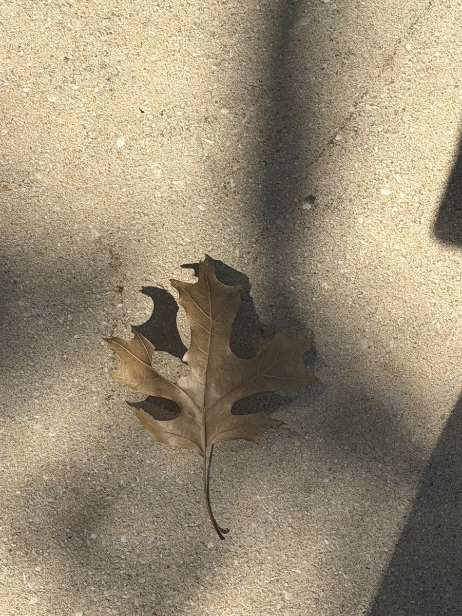 ChaoticPerfe's tweet image. canadian flag ahh leaf