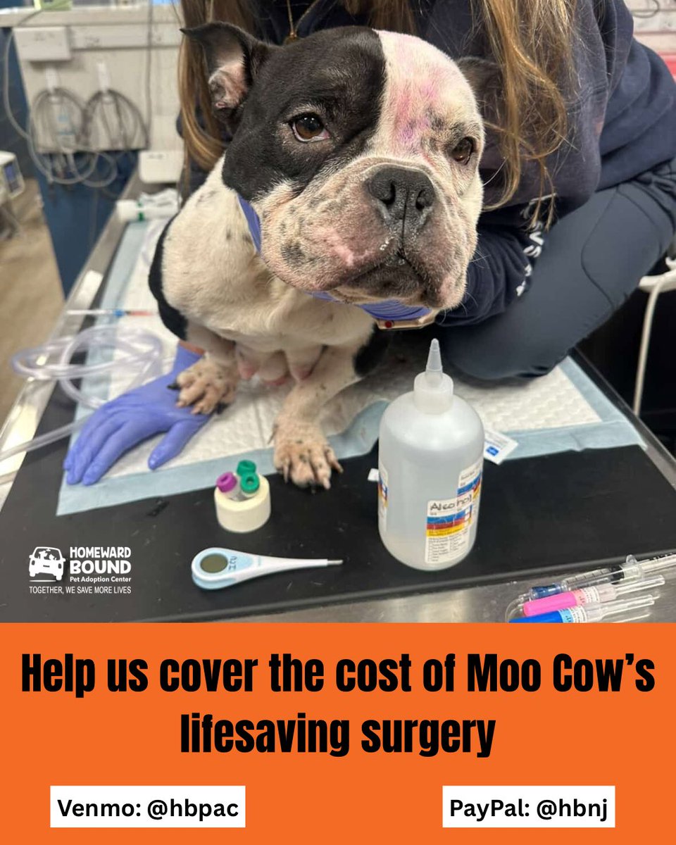 Homeward Bound Pet Adoption Center tweet media