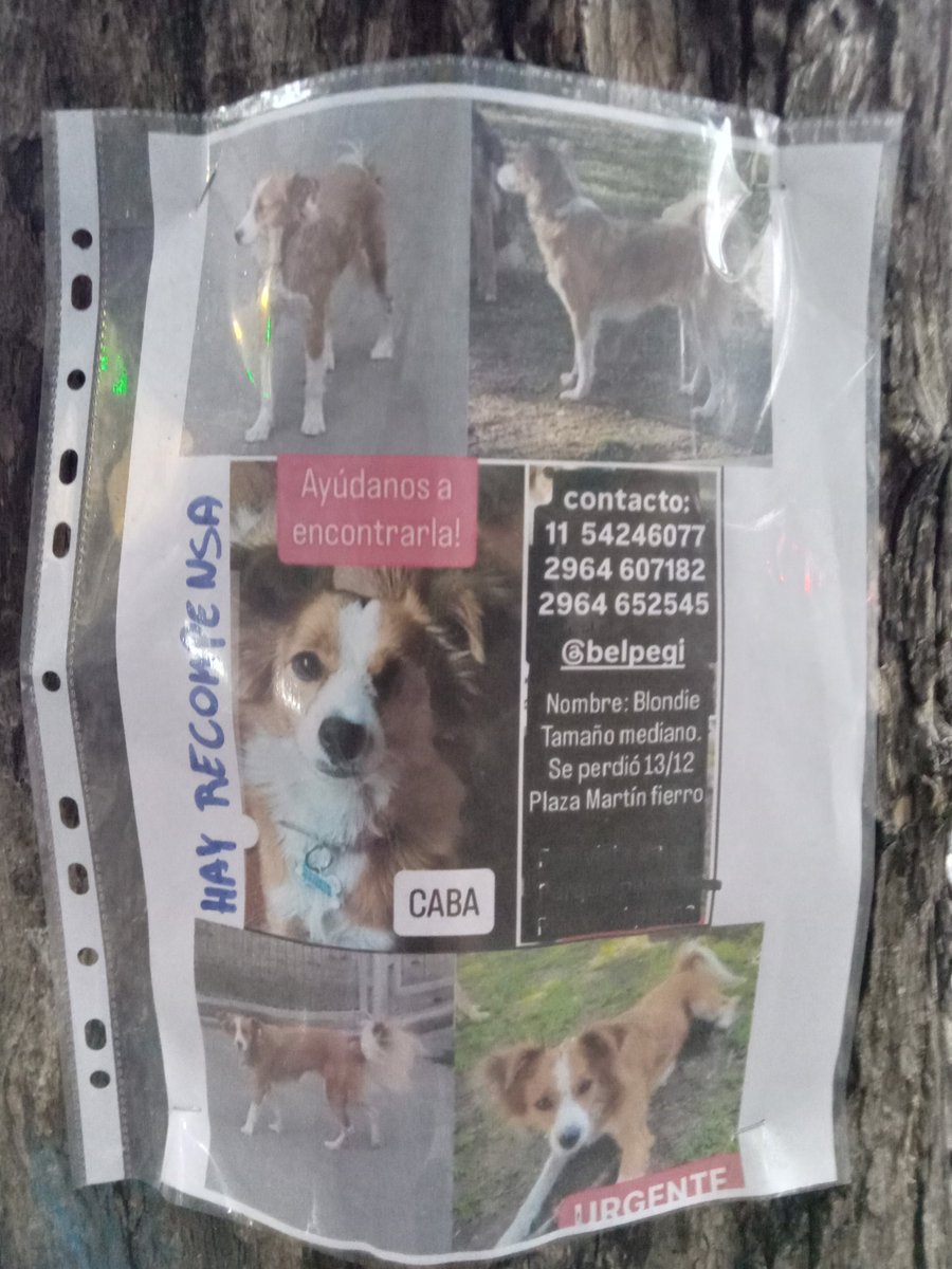 BLONDIE SE PERDIÓ EN SAN CRISTOBAL, #CABA 🥺🙏🙏
Si la ven retener y llamar a su familia!!! Offecen recompenss💔💔👇👇
RT xfa