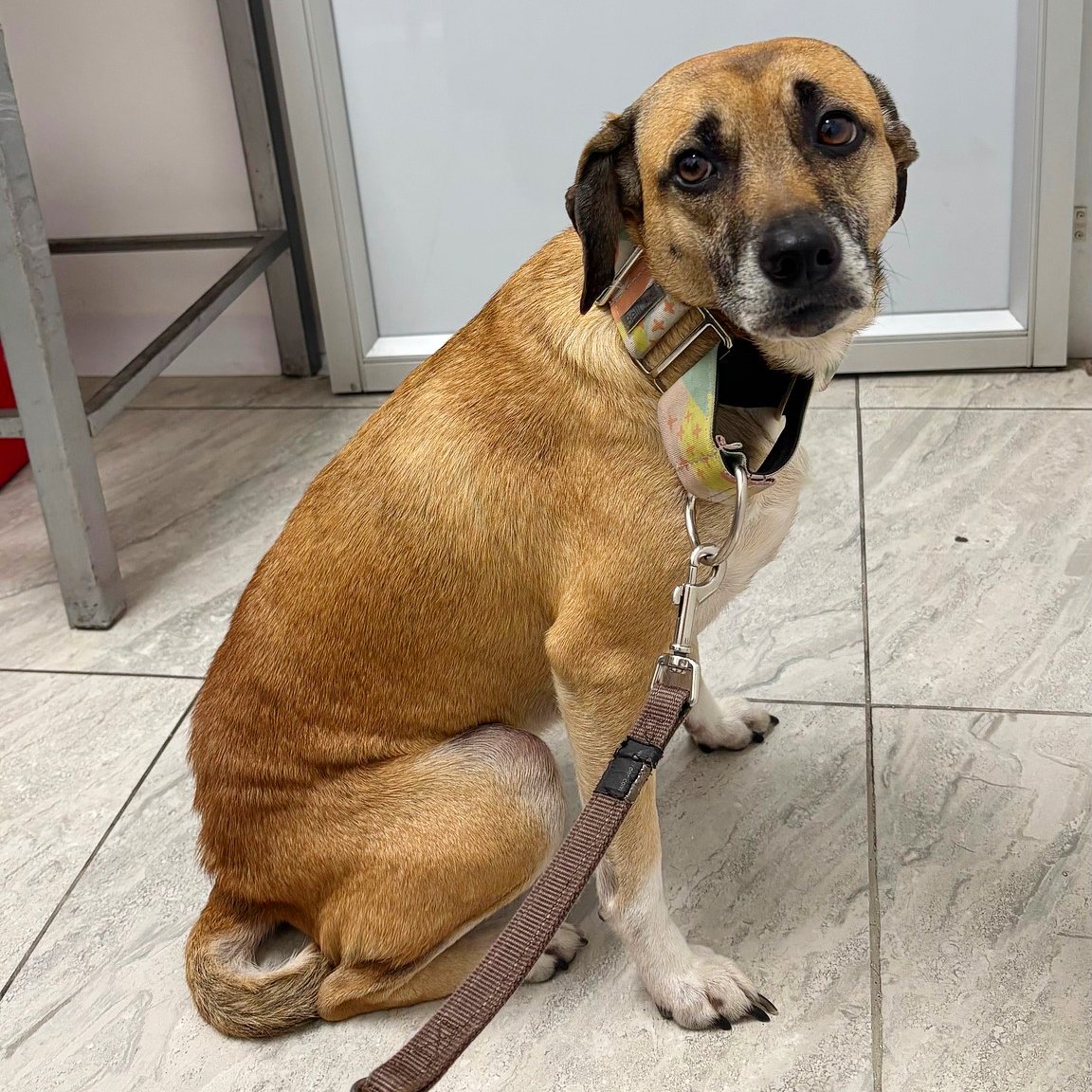 Esta perrita perdida fue encontrada en la estación de la calle 57 de Transmilenio, Bogotá, buscando su familia. 
Tiene un collar café, es joven, de paticas blancas, esterilizada.
Está muy asustada y con los ojitos llorosos 😭

Ayudemos a difundir para encontrar a su familia y que