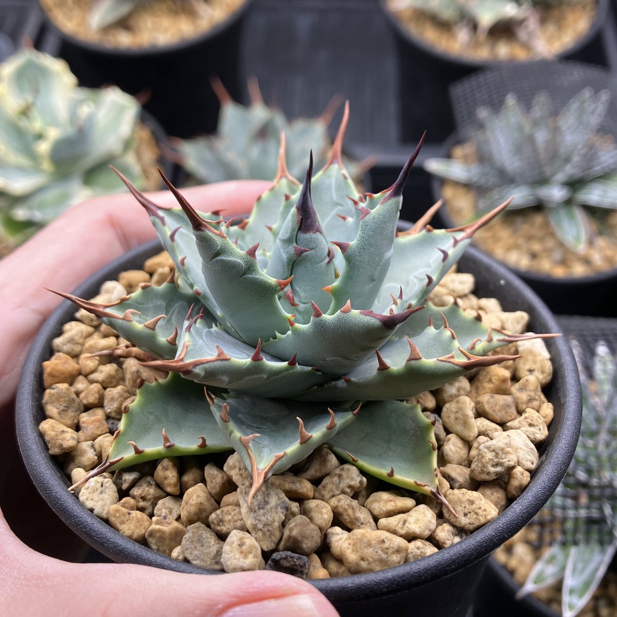 A
大きくならね〜！と思ってたけど、小さいまま葉数重ねていい感じに😆