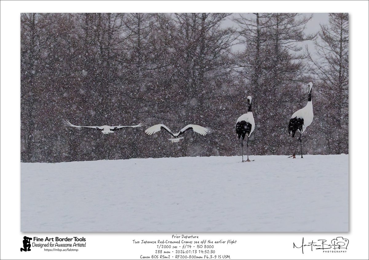 MartinBailey's tweet photo. Pror Departure - Two Japanese Red-Crowned Cranes see their friends off on an earlier flight, in the snow, in Tsurui village, Hokkaido, during my first Winter Wildlife tour of the season. #Hokkaido #nature #wildlife #birds #avians #Japan https://t.co/92iNDxRPlz