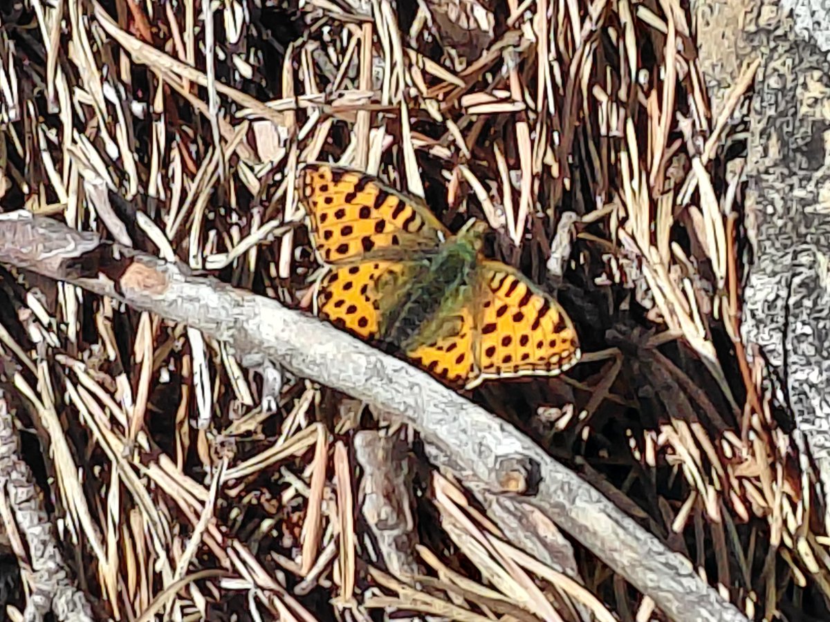 juli mauri tweet media