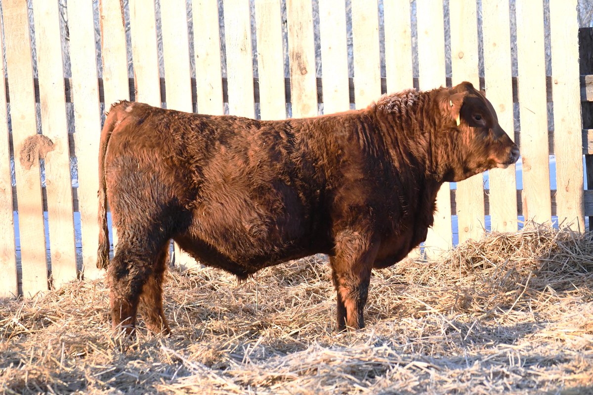 Mitch Stuart tweet media