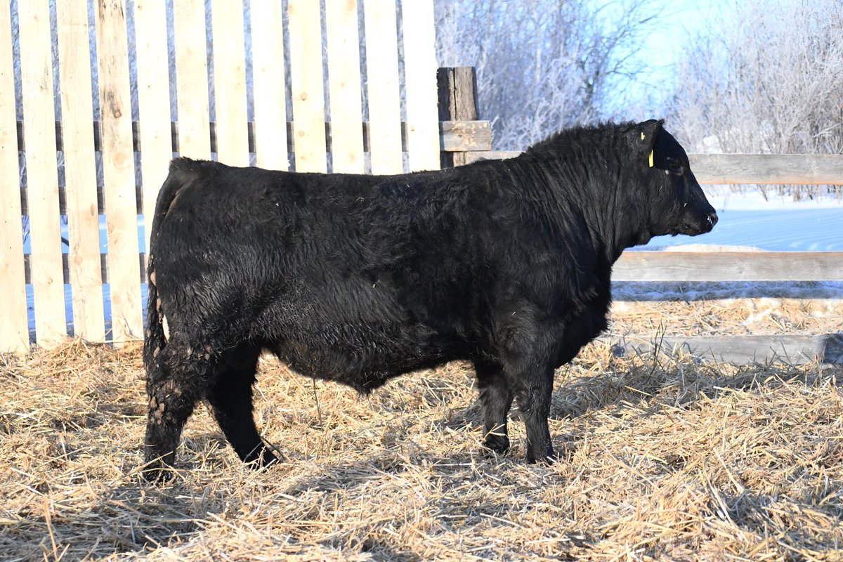 Mitch Stuart tweet media