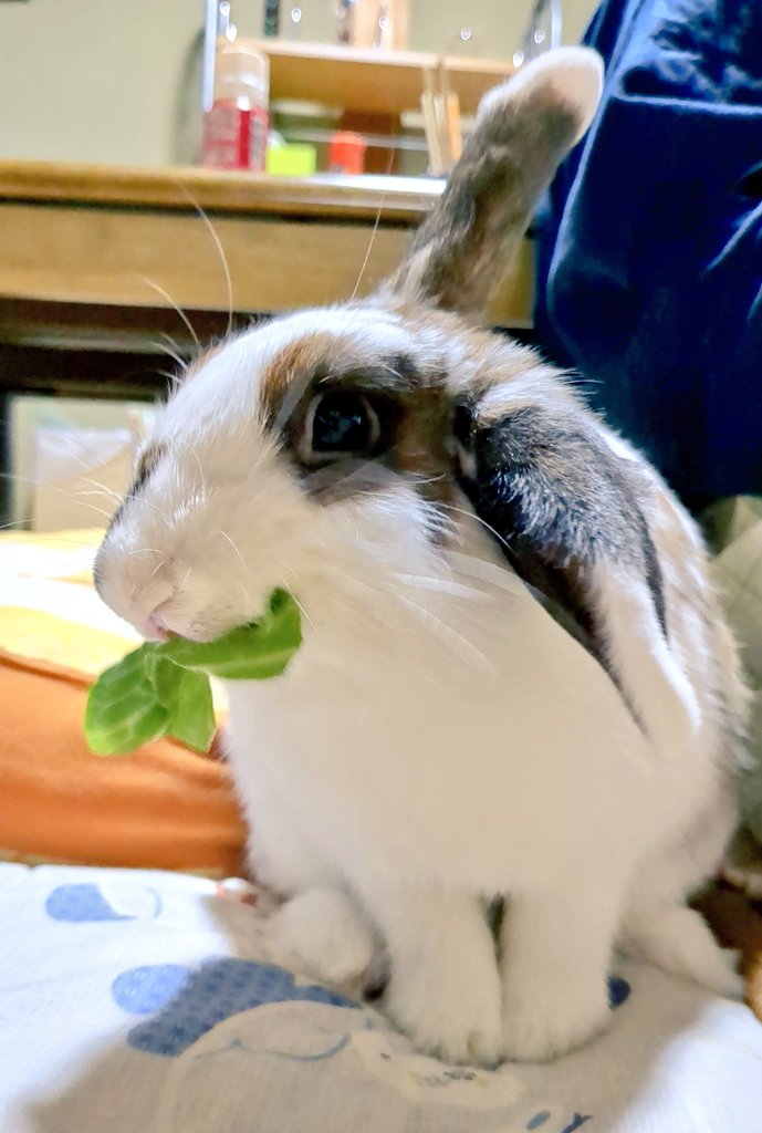 rabbit_monepi's tweet image. おはもね〜🐇