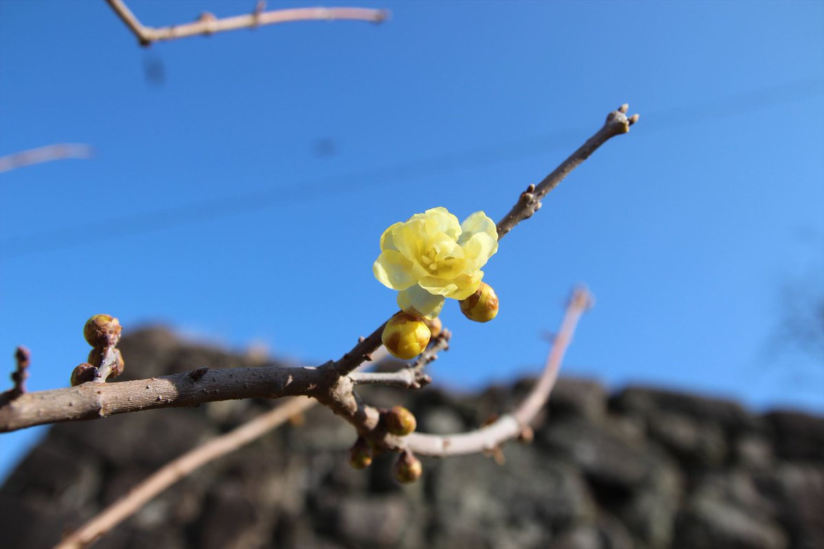 ロウバイ（蝋梅）
　花言葉：先見・慈愛・優しい心

ウメとはまったく関係ないロウバイ科だそうです
今日も昼間はポカポカ予報ですね
梅の開花も早くなるのでしょうか？