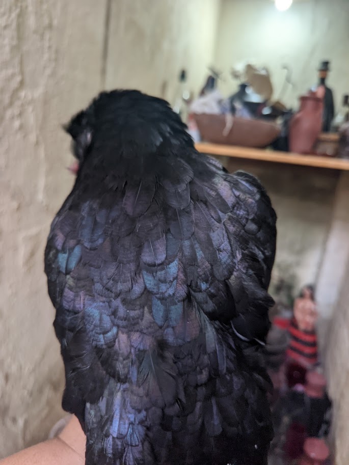 JuremeiraNay's tweet photo. O plano de Exu é sempre o melhor.  
Às vezes, o processo é doloroso e difícil, mas não se esqueça de que, quando Exu planeja algo, Ele está fazendo algo melhor para você.

Laroye seu Tiriri! https://t.co/F4YYUyRK4l