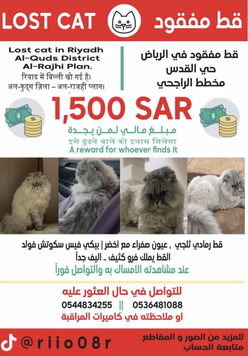 Ra9hadd's tweet photo. @eyesabove_ السلام عليكم ممكن فيديو للقط وهو يمشي ويتحرك
انا قطي مفقود يشبهه مره .. هذا اعلانه https://t.co/UopuWWJv2w