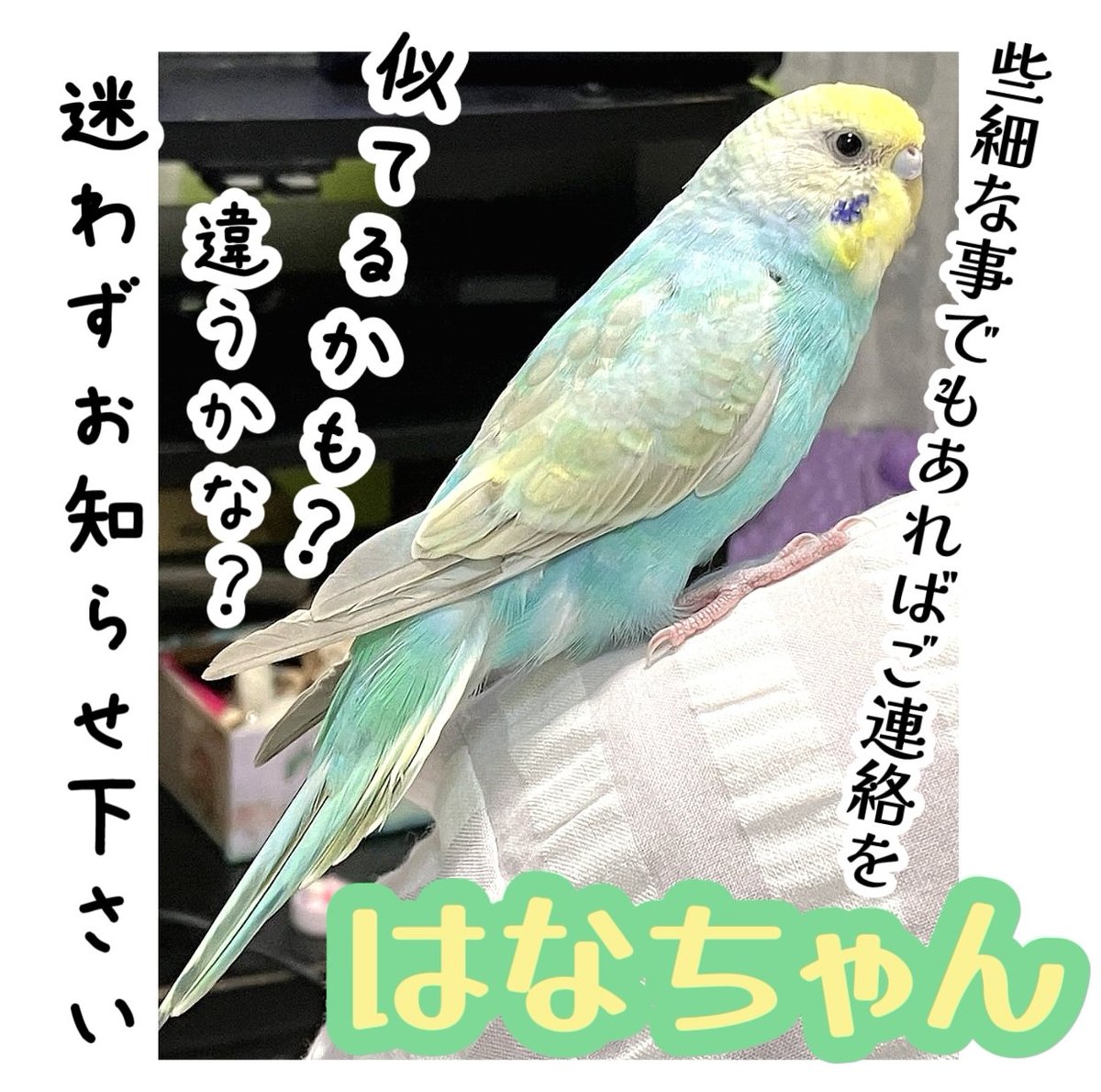 #拡散希望
🙏ご存知の鳥さんに似たコいませんか❓️
【 #神奈川県迷子インコ】

 #セキセイインコ迷子
🐥はなちゃん🐥
 #迷子インコ #迷子鳥 #迷いインコ #迷い鳥

🟡2025/11/20迷子
 #厚木市 #飯山南 付近

📢 #目撃 #保護 些細な事でもあれば引用元様迄ご連絡を🙇‍♀️