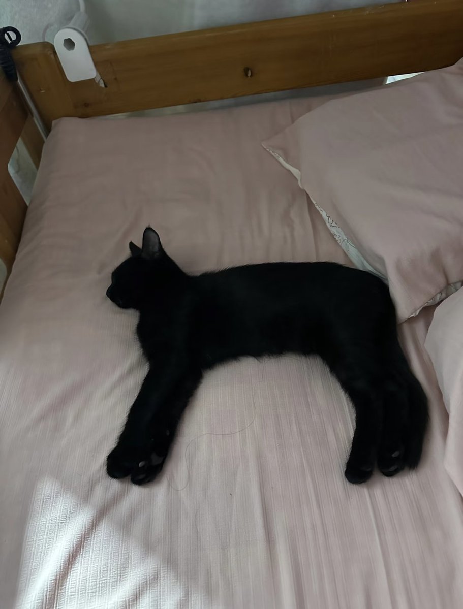 tmszhjh88's tweet image. I have two cats, the black cat is shiny, and what should I do if one loses hair seriously