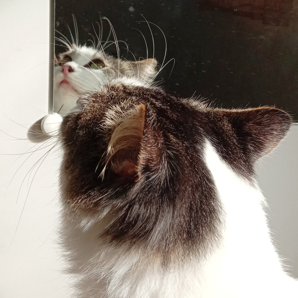 diaryofmolly's tweet photo. Gapernah aku seberharap ini. 
Berharap ini semua mimpi, tapi waktu aku buka mata semua ini nyata.
Aku gatau gimana aku bisa tidur semalam, padahal seingatku aku masih nemenin kamu, meskipun sakit sekali krn harus nyaksiin semuanya lewat vidcall. 
Maaf ya sayang, maaf sekali 💔 https://t.co/FCWuSmryyZ