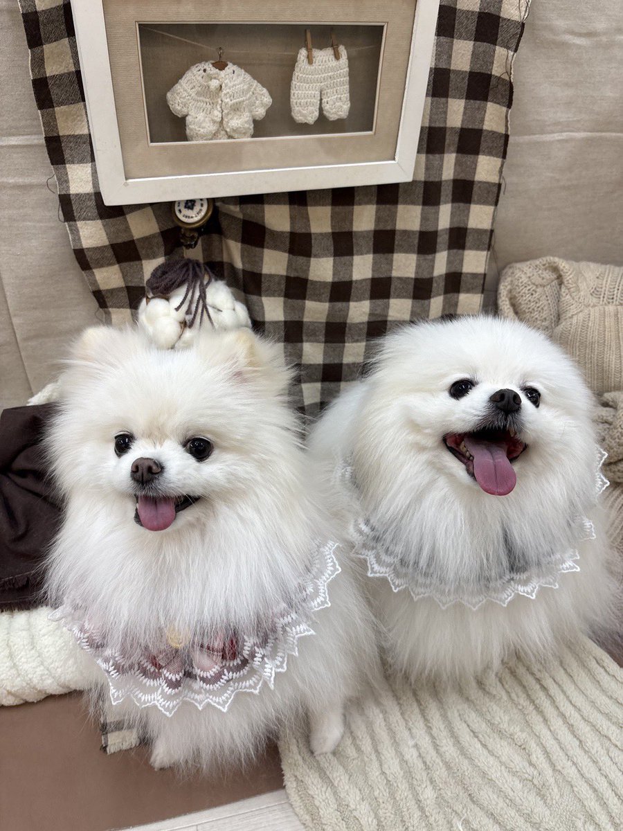 ポメ子 ポメラニアンのしんのすけ (@KITU0316) / Posts / X
