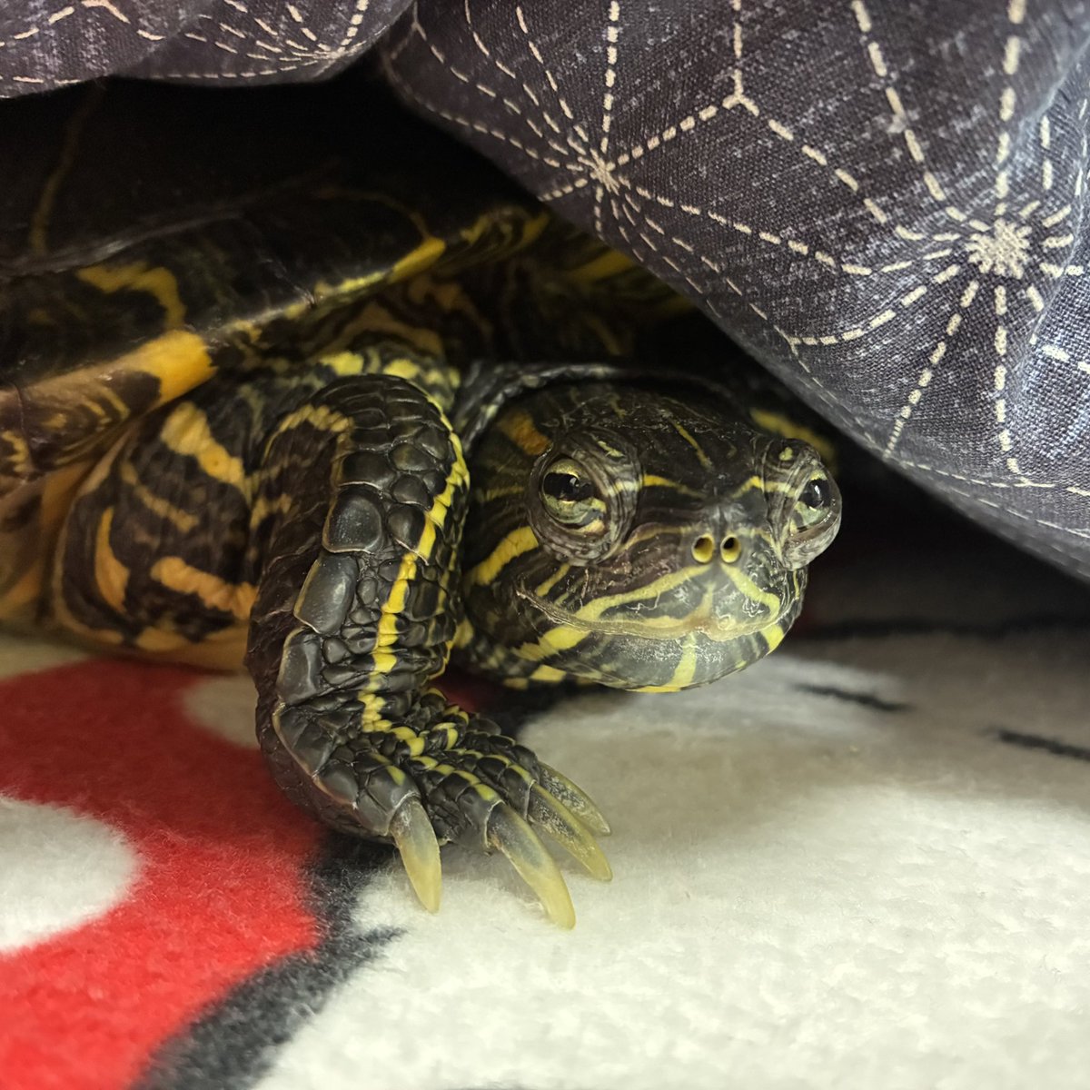 かめきちさん、おはようございます☀ 眠たそうやけど水槽に戻るよ