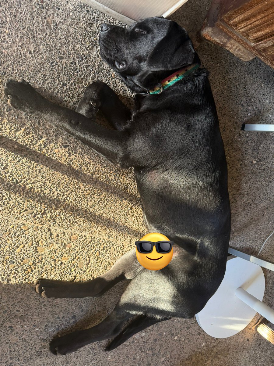 5Solae's tweet photo. Spending time chasing women and mash up his hindleg jumping the gate smh when all was said and done. Good boy same way 🐶 #Guinness #ToArthur 🍻 https://t.co/ar6D2Bzju2