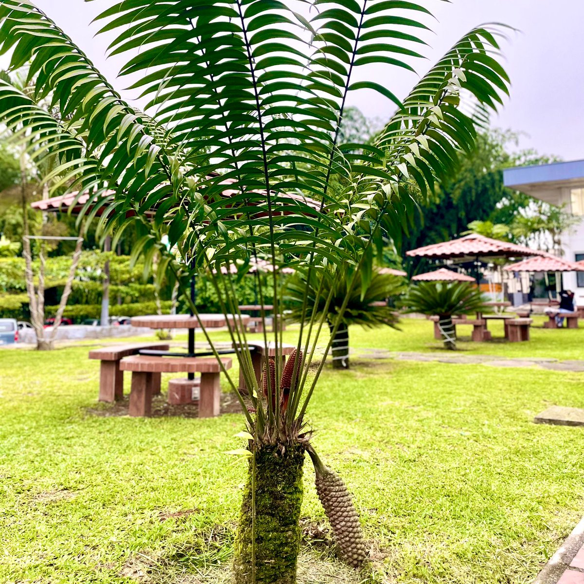 JB_PJM's tweet photo. Historia viva, naturaleza y educación. Así protegemos la Zamia lindenii en la PUCE sede Santo Domingo.

@PUCE_Ecuador
@PUCE_StoDgo 
@bgci
@NoraOleas

#JardinesBotánicosPorLaConservación #BotanicGardensForConservetion #Environment #BotanicGarden https://t.co/HNRLLgjKnN