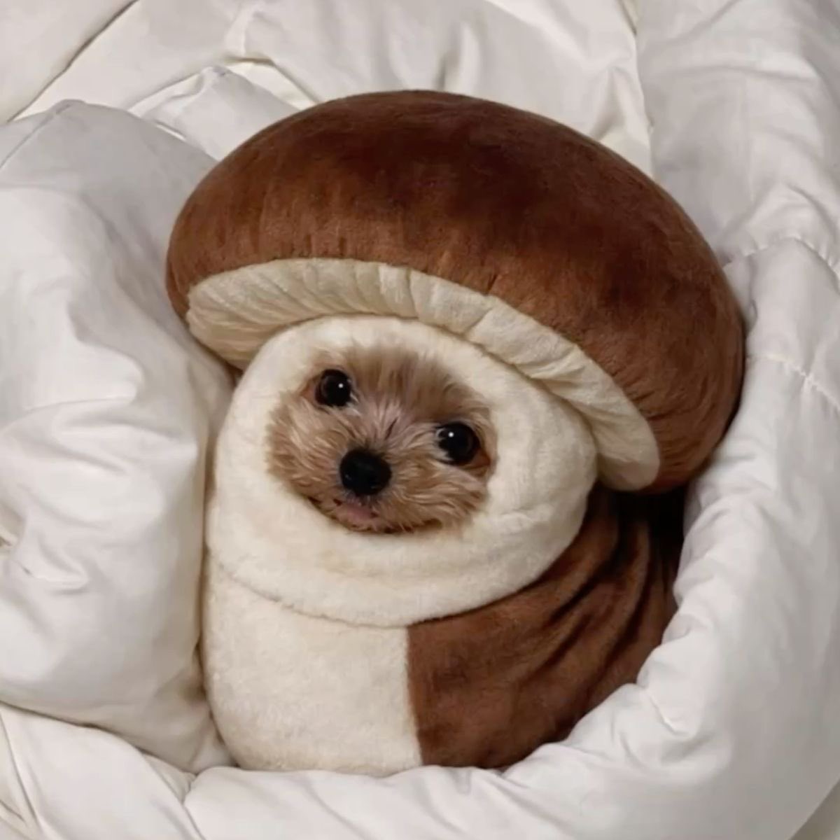 💖 (@twaniimals) on Twitter photo 