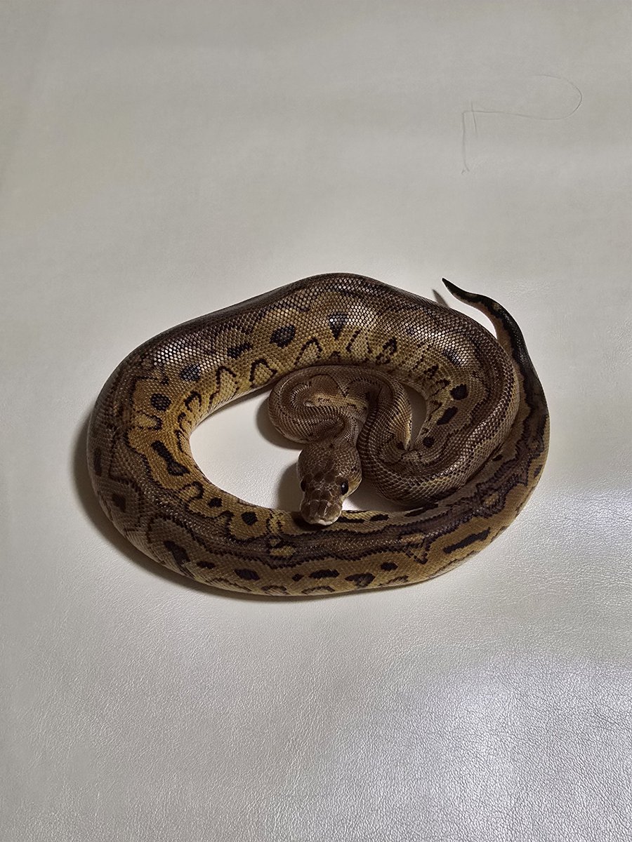 地獄のハサミ tweet media