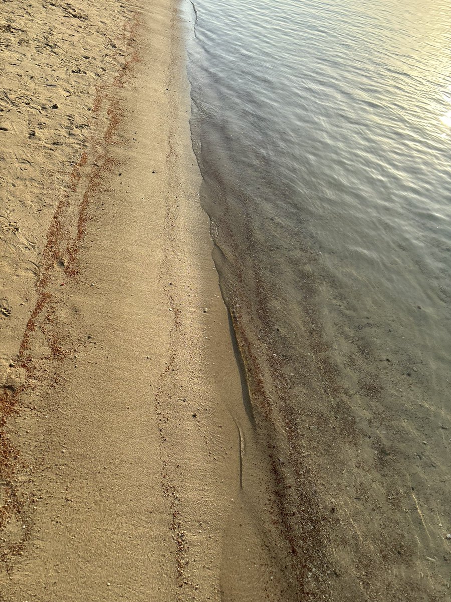 paraless tweet media