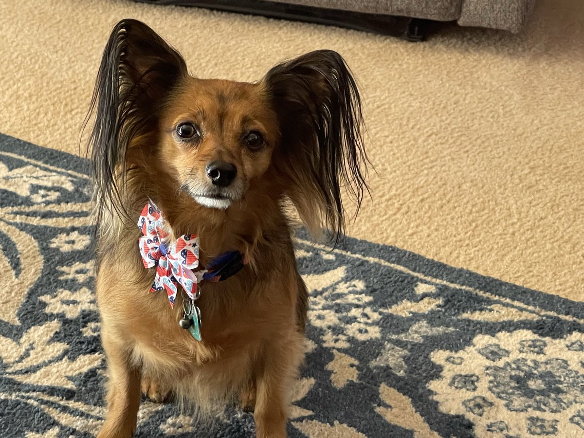 Needs a na after going to the groomers