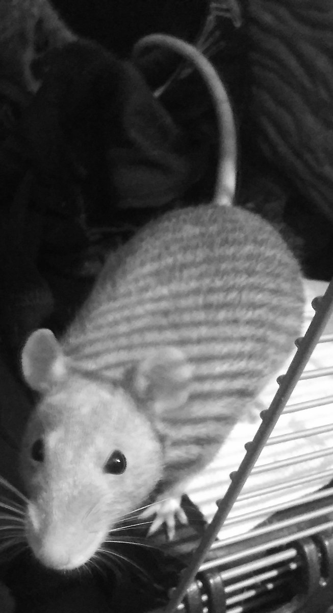 RatsArePrecious💙🦋 tweet media
