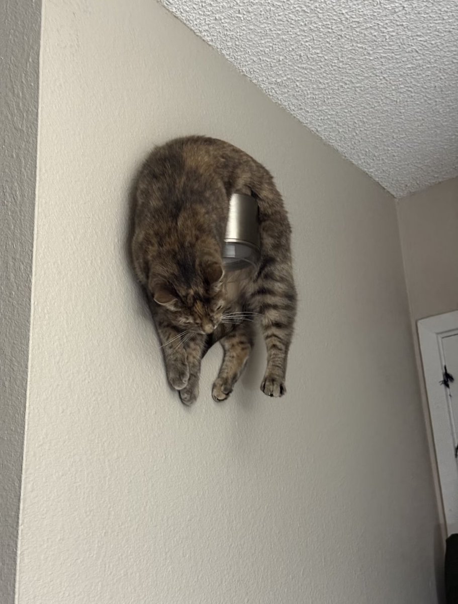 tmszhjh88's tweet image. A cat hanging from a wall lamp