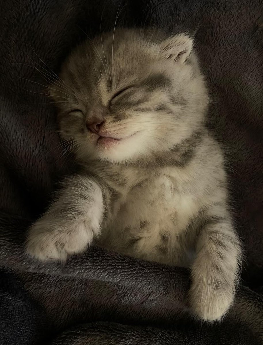 CuteCatsMagic's tweet image. 