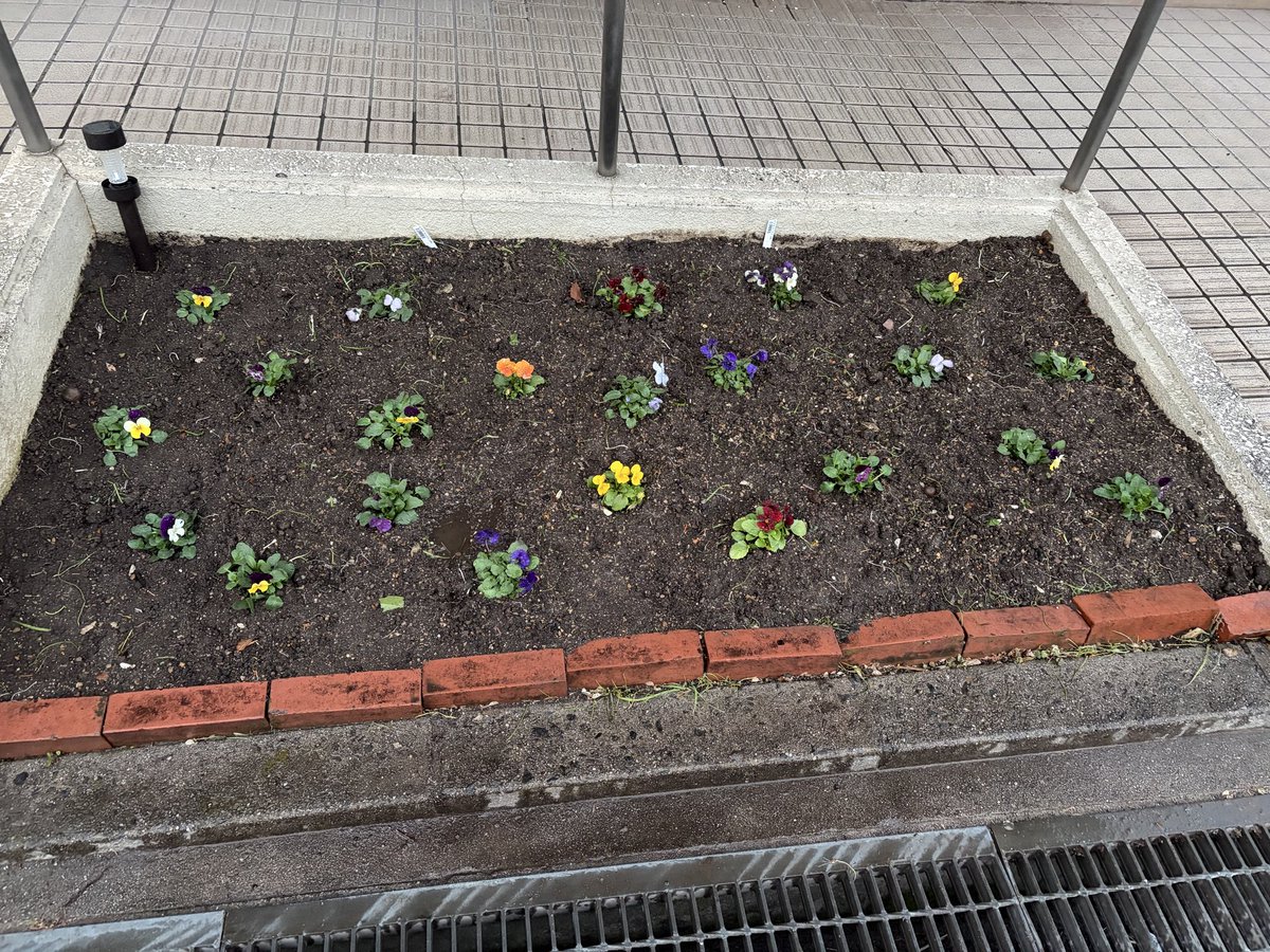 madam5165's tweet photo. 花壇にビオラ植えました〜12種類くらいかなぁ立派に育ちますように✨皆様のお越しをお待ちしております🌸
#キャンピィ　#花壇　#ビオラ　#かわいい　#癒し https://t.co/UGFs4UgZpq