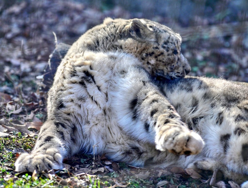 ◆まふぃん◆ まふぃん (@0025Muffin) / Posts / X