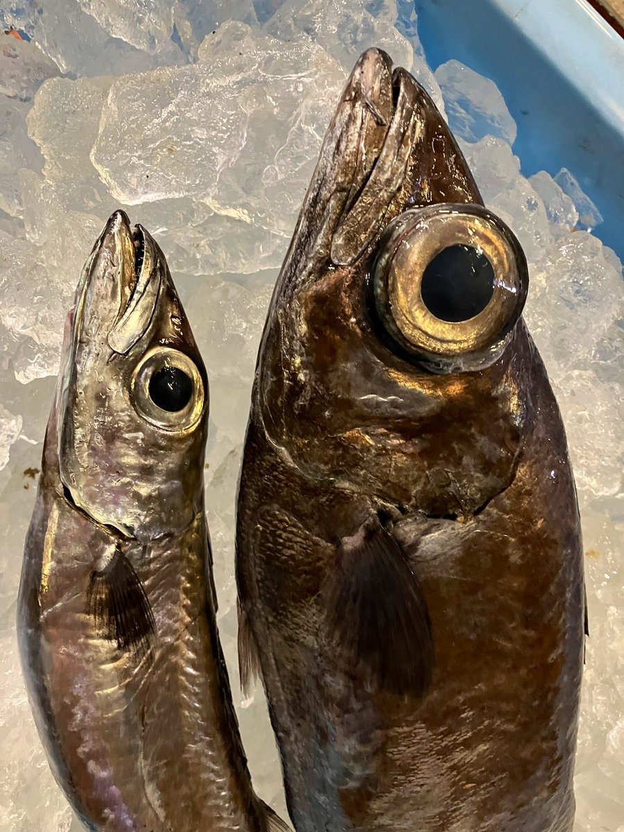 🐟YUMA🐟 (@yuma_sakana) / Posts / X