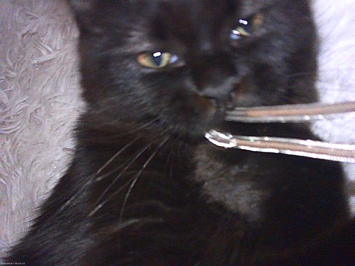 angel🕊️ tweet media