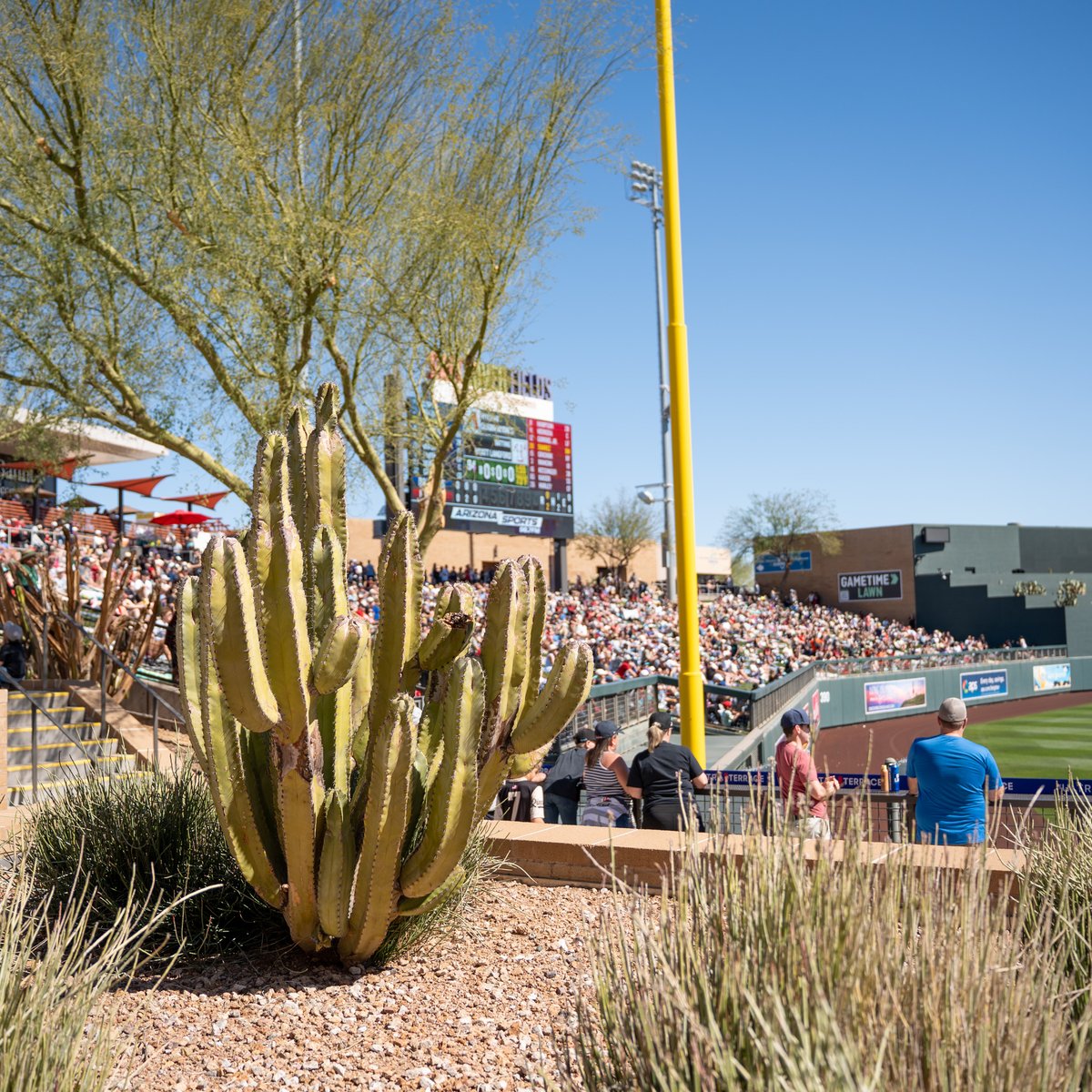Salt River Fields tweet media
