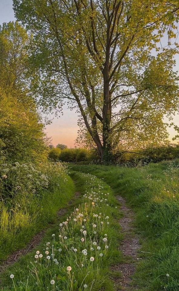 greenvibe's tweet image. 