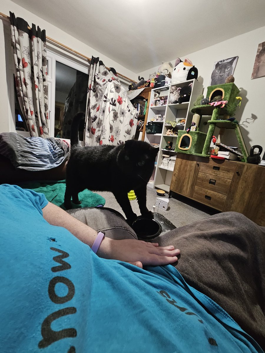 HurricaneHam's tweet image. He is coming.

Still waiting for the day he settles on the recliner with me.. wish i know why he wont