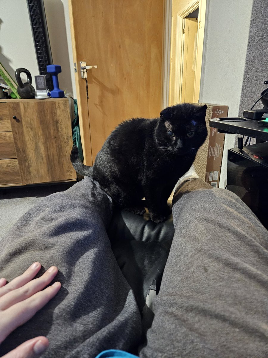 HurricaneHam's tweet image. He is coming.

Still waiting for the day he settles on the recliner with me.. wish i know why he wont