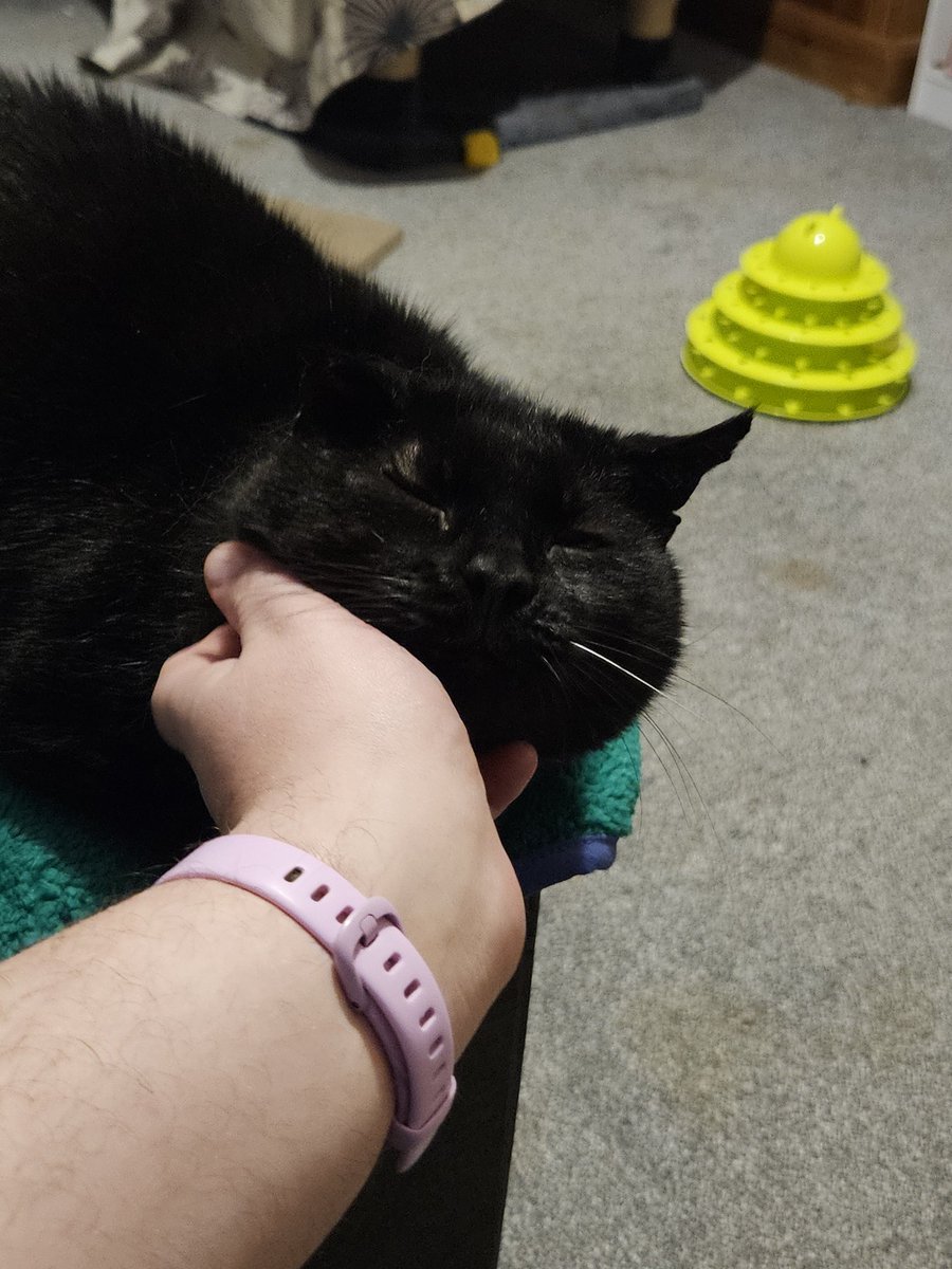 HurricaneHam's tweet image. He is coming.

Still waiting for the day he settles on the recliner with me.. wish i know why he wont