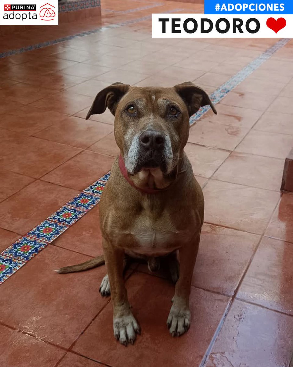 pnamexico's tweet image. #adopciones UN FIEL AMIGO desea conocer el amor de una familia responsable.  9 años, cariñoso, curioso y un poquitin tímido.

🏢Pirineos 120, col. Portales, Alc. Benito Juárez , 03300, CDMX 
🗓Lunes a domingo   🕛12-5pm
☎️ 55 6678 3139

#Lomitos #perrosenadopcion #mascotas #pet