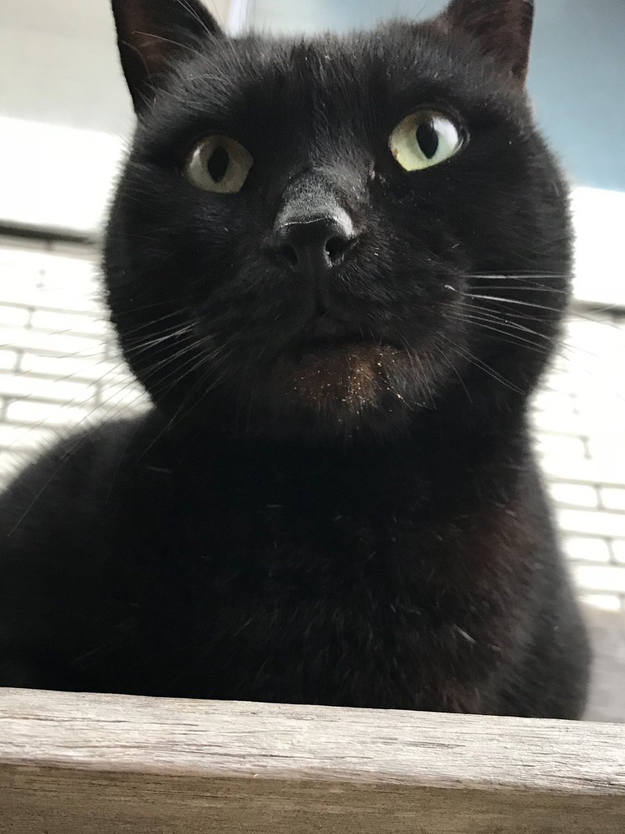 ネコ 時をかける猫ニャ541 