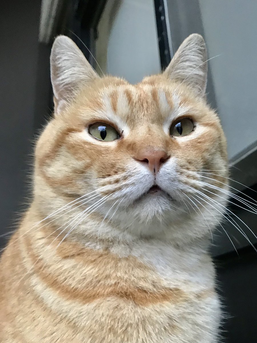 時をかける猫ニャ541 "Cats Who Leapt Through Time" (20180117) 

『Ken🐈‍⬛🐈Go』ちょうど 8年前🎨朝にケンちゃん、夕にゴッちゃんがやって来ましたニャ。#尾道市立美館 #尾道 #猫