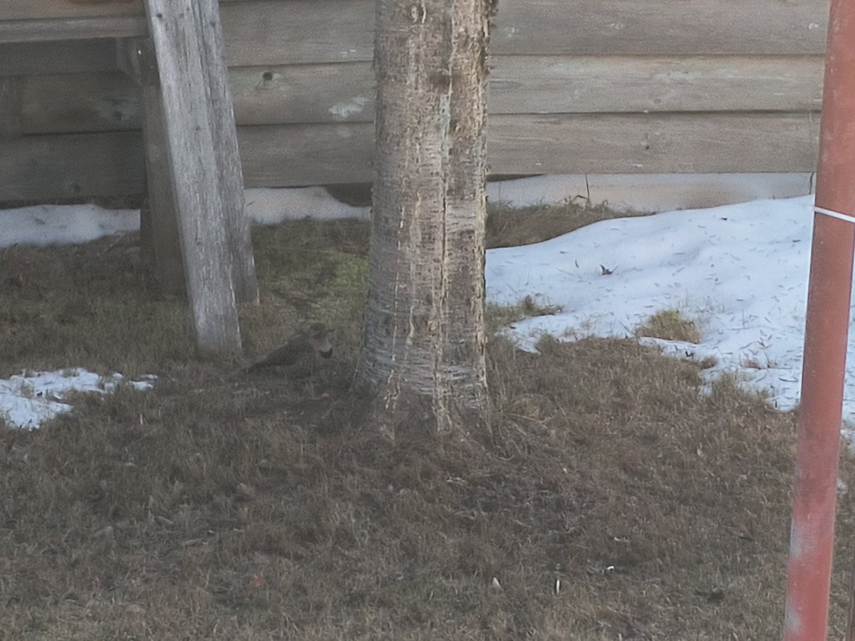 EclipseNightMer's tweet image. BIRD UP