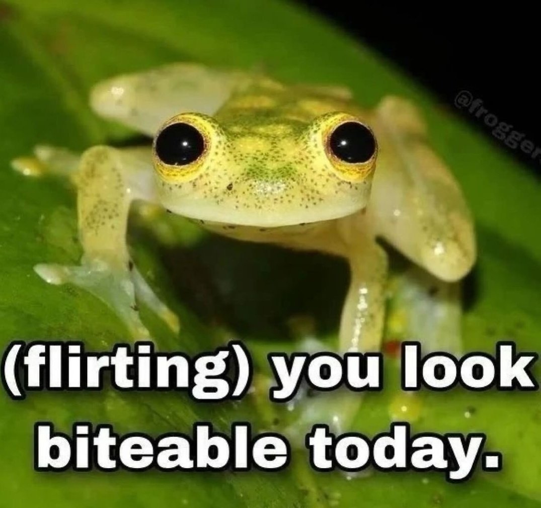 nocontextfrogs's tweet image. 