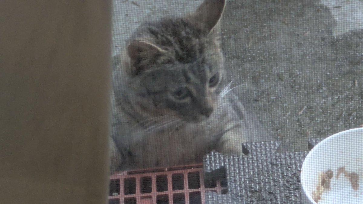 アークかと思いきや、初めて見る子。
若い、そして腹ペコ。
可愛いけど、外猫がまだたくさんいるのだと悲しくもなる。
『チェロ』と呼ぼう。
来週雪予報なので、外猫たちが心配です。
おはようございます。