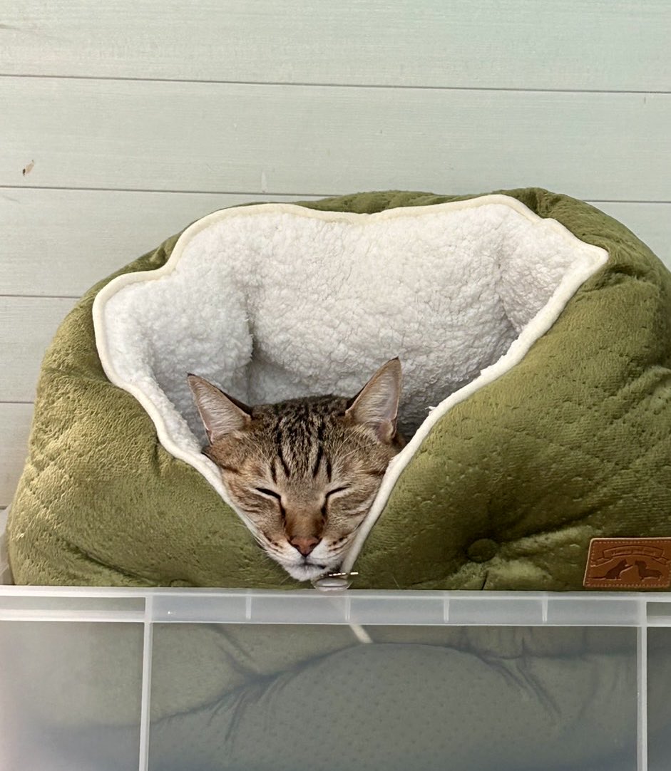 きじとら キジトラ猫