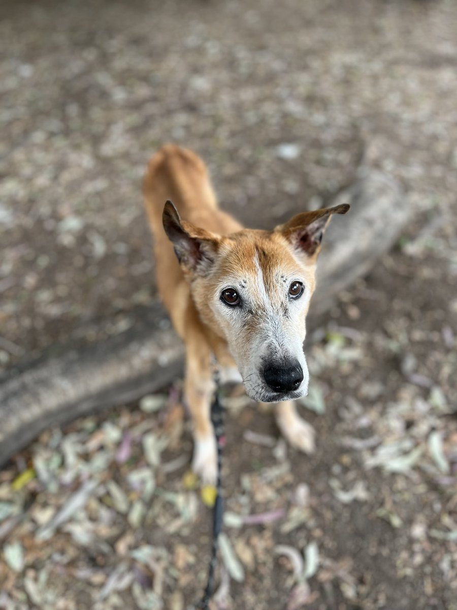 Hoy una mujer llamada Amalia se ofendió porque nombramos a nuestros perritos con nombres de personas.
De verdad es increíble que todavía haya gente que piense así de absurdo.

¿Qué te quita o en qué te afecta a ti?
Y además, ¿qué haces en una página de perritos rescatados si