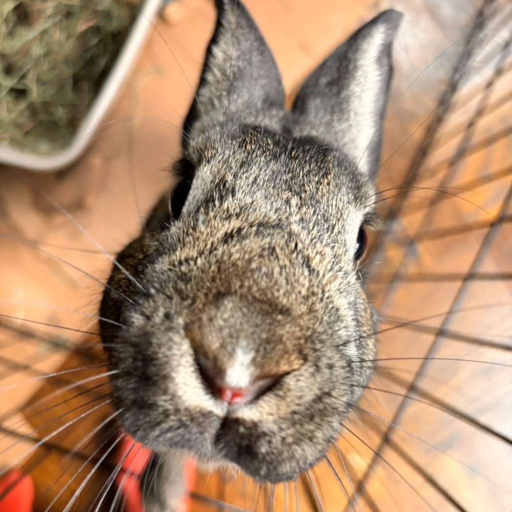 There are many ways to volunteer with HRS! ❤️🐇

-help with matchmaking
-support social media
-stock the Hop Shop
-assist with vaccine clinics

Whether you want hands-on bunny time or something behind-the-scenes, there's a role here for you!

Learn more: houserabbit.org/volunteer