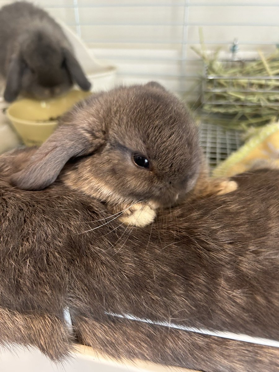 Xでうさぎの可愛い日常投稿が連日話題沸騰