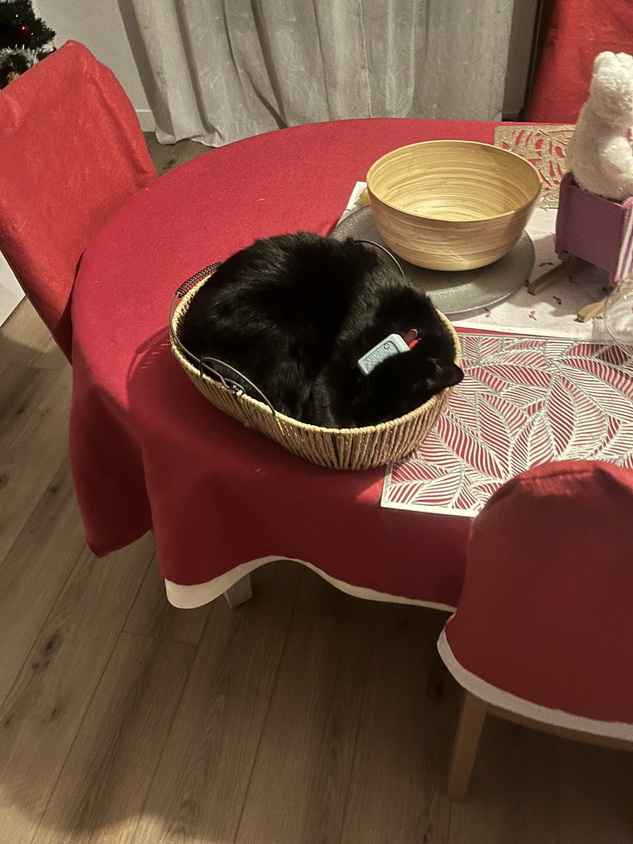 Ceci est un chat qui se prend pour une banane dans le panier à « fruits » mais du coup à chat finalement
