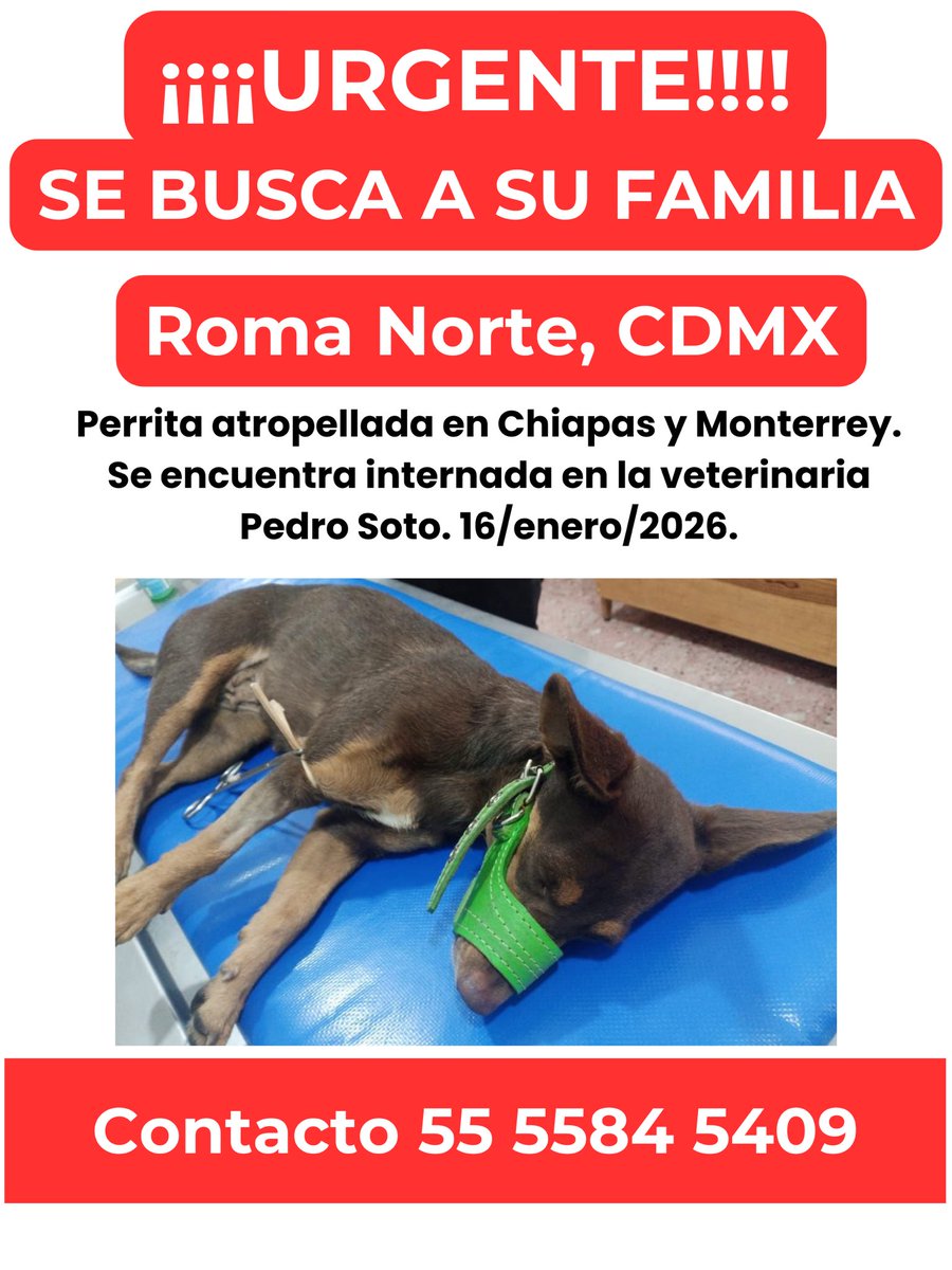 MascotaCoyoacan's tweet image. 🆘URGENTE🆘

Perrita atropellada en Monterrey y Chiapas, Roma Norte, CDMX, busca a su familia!

Está internada en la clínica Pedro Soto, en la calle de Chiapas.

16/1/26

Por favor, compartan para que regrese a casa!