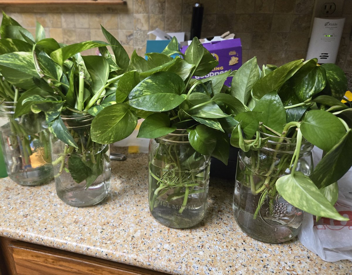 Rebecca Ross tweet media