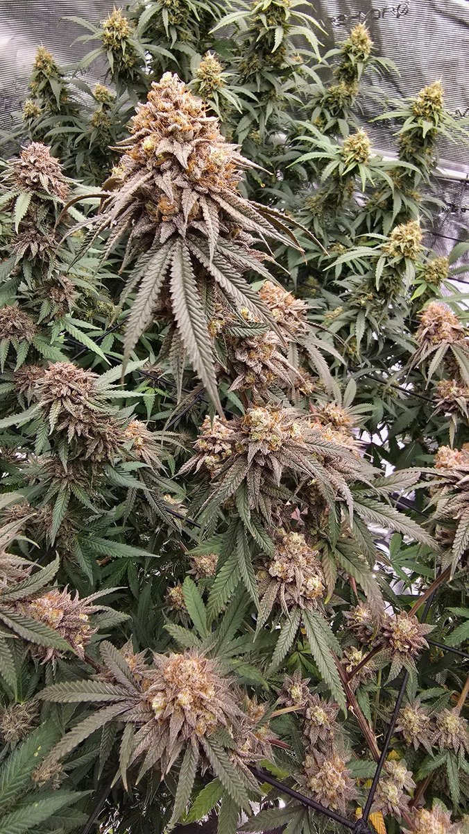 MINNESOTA MARIJUANA tweet media